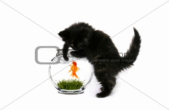 Fishing Kitty