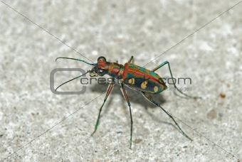 colorful tiger beetle in the parks