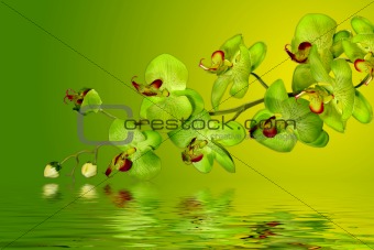 Green and Yellow Orchids in water