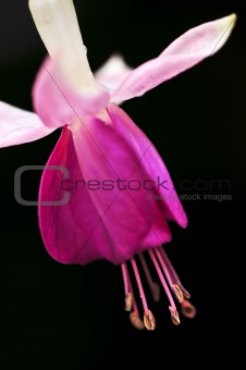Fuchsia flower