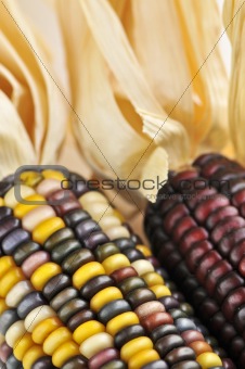 Indian corn