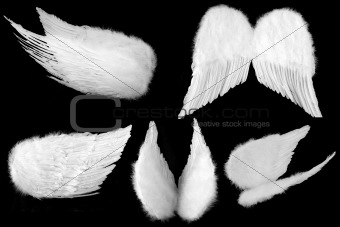Many Angles of Guardian Angel Wings Isolated on Black