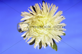 Chrysanthemum flower 