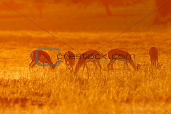 Springbok at sunrise