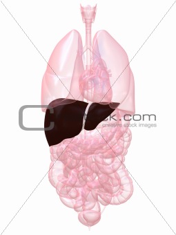 human liver