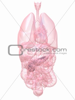 human pancreas