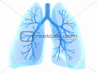 bronchi and lung