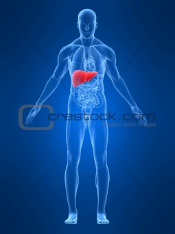 male liver