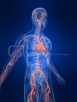 marked vascular system