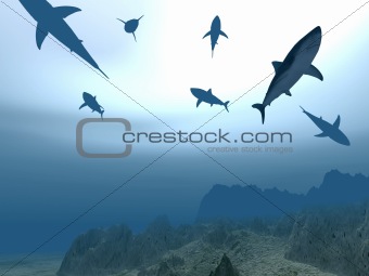 Flight of sharks
