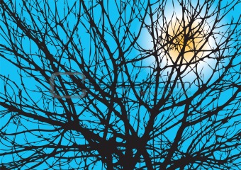 Tree Branches Silhouette With Sun On A Blue Sky