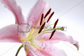 Stargazer lily 1