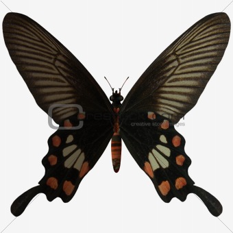 Butterfly-Rose Swallow Tail