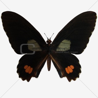 Butterfly-Ruby Swallow Tail