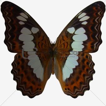 Butterfly-White Admiral