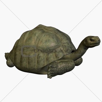 Galapagos Tortoise-LayDown