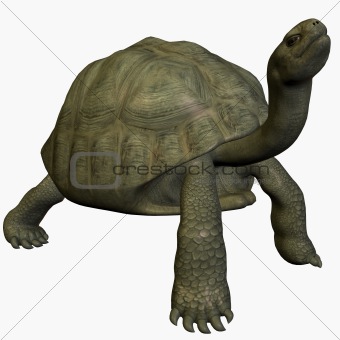 Galapagos Tortoise-LookUp