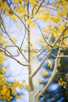 yellow leaves on aspen