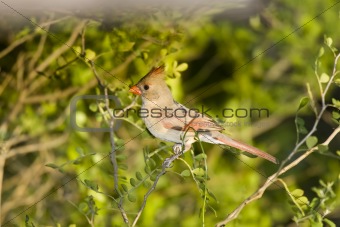 A female Cardinal perched in a tree