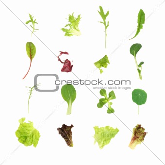 Salad Lettuce Leaf Selection