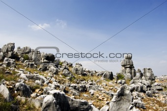 stone forest