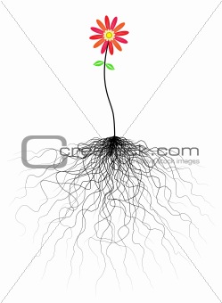Flower and roots