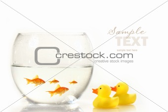 Bowl with goldfish and little rubber ducks 
