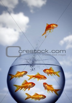 goldfish jumping out of the water from a  crowded bowl