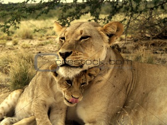 Lions: mother and son