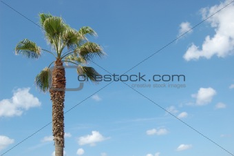 One Palm tree