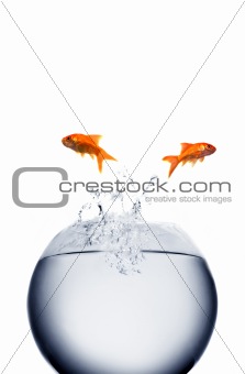 goldfish jumping out of the water