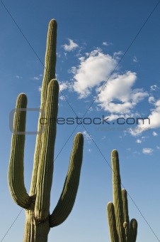 cactus against blue sky