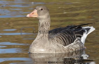 Greylag Goose.