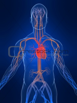 vascular system