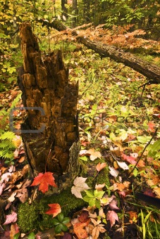 Tree stump in the fall