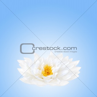 Lotus Flower Beauty