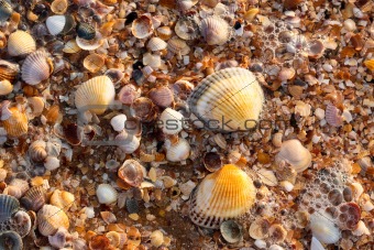 sea shell texture