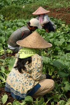 Vegetable field workers