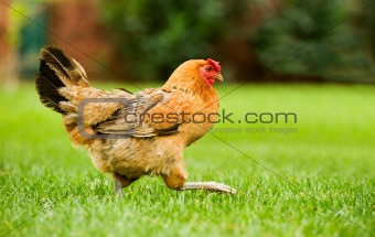 Hen on the move
