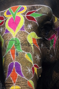 India Jaipur painted elephant