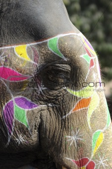 India Jaipur painted elephant