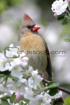 Female Northern Cardinal (cardinalis cardinalis) 