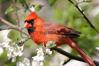 Male Northern Cardinal (cardinalis cardinalis) 
