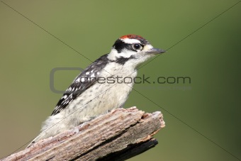 Male Downy Woodpecker (picoides pubescens)
