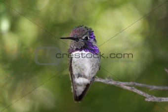 Male Costa's Hummingbird (Calypte costae)