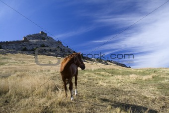 horse on background bastille