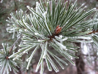 Rimed pine tree.
