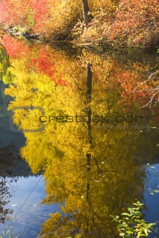Fall Colors Wenatchee River Yellow Tree Reflections River Steven