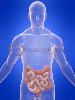 human colon and intestines