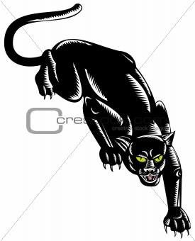 Black panther on the prowl